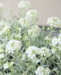 �ץƥ����ȥꥫ�ࡡ�إԥ�ͥ������