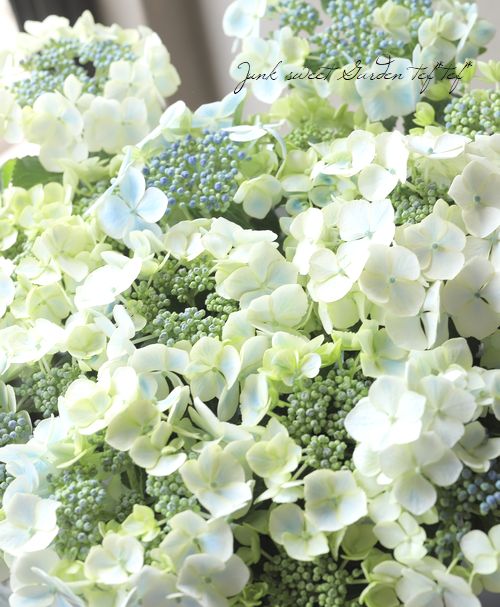 紫陽花 水凪鳥 抜き苗 タイムセール❗️同梱割あり やさしい