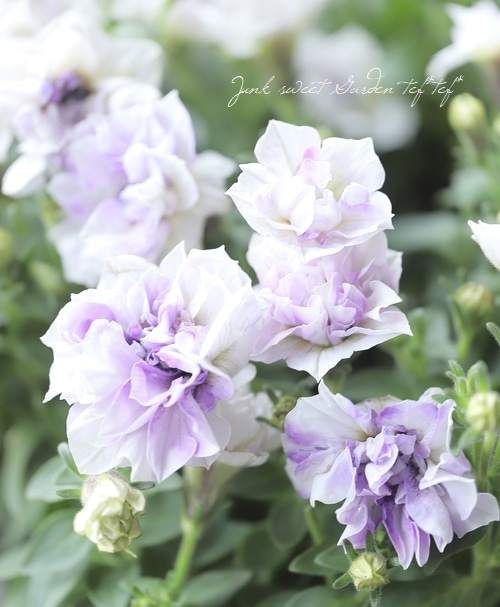 ゲブラさんオリジナル】 ペチュニア 『シルクボール』 ブルー | すべて