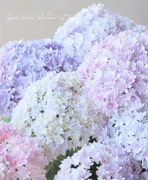 八重咲き紫陽花 『響 -ひびき-』 レインボー | すべての商品 | | Junk