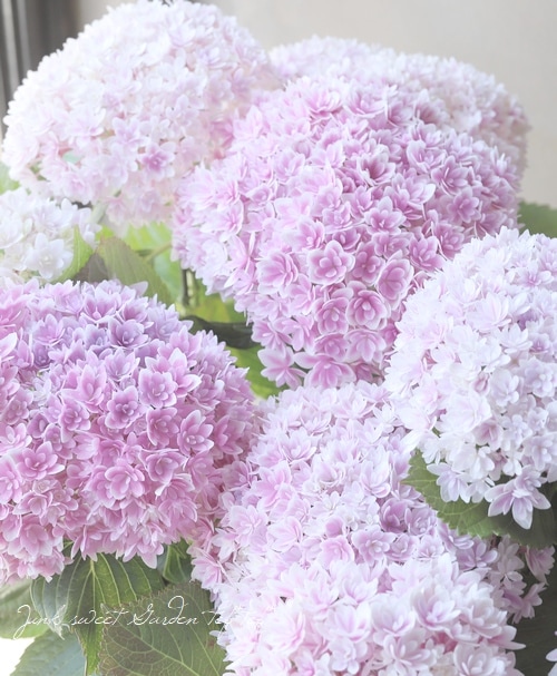 八重咲き紫陽花 『響 -ひびき-』 ピンク | すべての商品