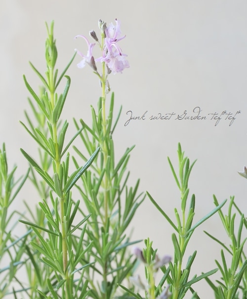 ハーブ】 立性ローズマリー 『ロゼア』 ピンク花 | すべての商品