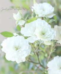 ���ɥ������ץ������������ѥХ顡�إץ�󥻥����Ρ���