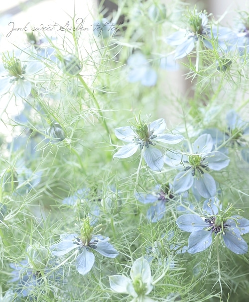 にげらページ ニゲラ 『アンティークブルー』 | すべての商品 | | Junk sweet Garden