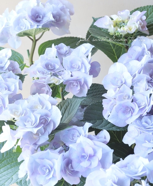 のの★薔薇と紫陽花　最高級綿100%セミダブル　クイーン仕立て直し 生地 布 ダブルガーゼ」 「紫陽花」 コットン100％ 綿 デジタル
