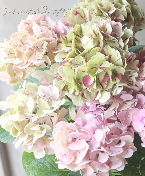 アンティーク紫陽花 『旭の舞姫』 グリーン | すべての商品 | | Junk
