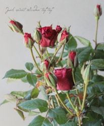 �Х��ġ������ǥ������  �إ��������ȥޥ����� ���������ȥ�֥��֥ޥ���