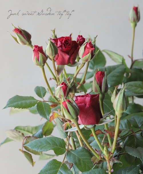 バラ苗・ガーデンローズ 『スウィートマザー』 スウィートラブオブ