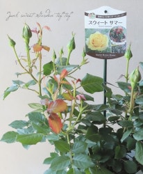 �Х��ġ������ǥ������  �إ��������ȥ��ޡ���