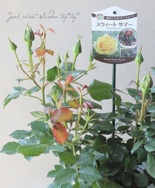 バラ苗 切りバラ苗 Sweet Ey♡s サフィレット（大苗予約）7号鉢植え