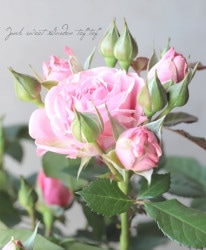 �Х��ġ������ǥ������  �إ��������ȥ����꡼��