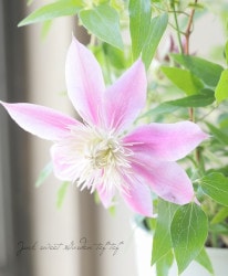 ����ޥ������إ��祻�ե����̡١��Ѥ��餭