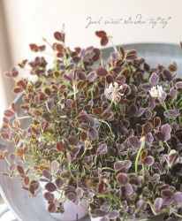 ߤȱݥ󥸥륯С إ祳ߥȡ