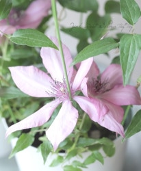 ����ޥ������إ������