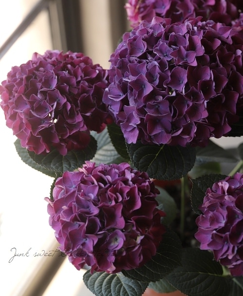 塩原園芸オリジナル】 秋色紫陽花品種 『青玉』 2024年最新品種