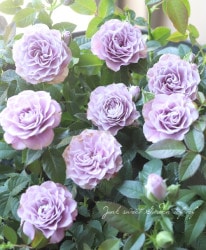 ߥ˥Х顦ʡإץ롼֥ɥ֥롼