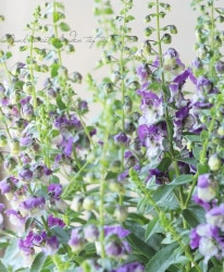 إ󥲥˥إ󥸥󥹡ХåȥХ顼