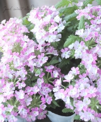 �С��٥ʡ������ͥå�����ѥ��ȡ��إХ����顼�������� �ɺ��ϥ󥮥󥰥�����