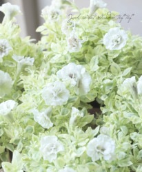 Ȭ�ź餭������ڥ���˥����إ�������ޥ꡼��