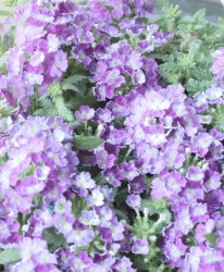 �С��٥ʡ������ͥå�����ѥ��ȡ��إХ����顼�ѡ��ץ�� �ɺ��ϥ󥮥󥰥�����