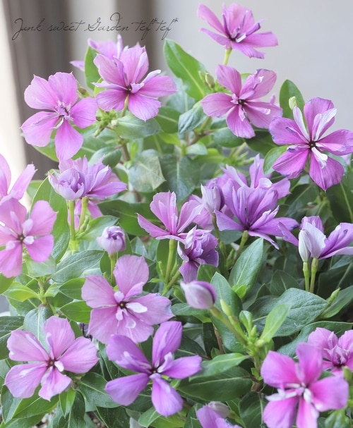 北島園芸オリジナル】 八重咲きニチニチソウ・ミラシリーズ 『モーブ