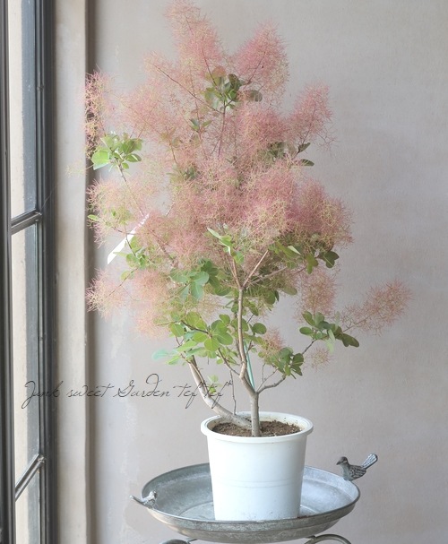 スモークツリー 『オーロラ』 2023 【No.11】 | すべての商品 | | Junk