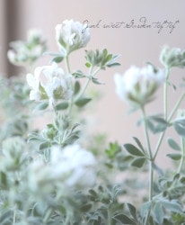 �����������إҥ륹������