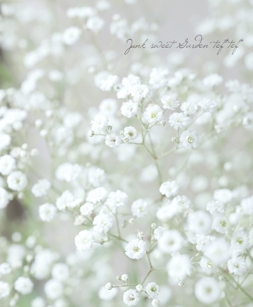 宿根かすみ草 『サマースパークレス』 真夏も咲く！ | すべての商品