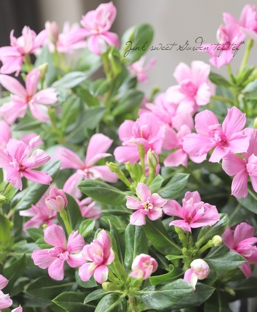 北島園芸オリジナル】 ニチニチソウ・ミラシリーズ 『ストロベリー