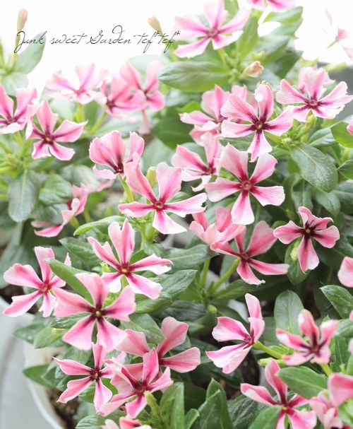 北島園芸オリジナル】ニチニチソウ 『茜花火』 | すべての商品