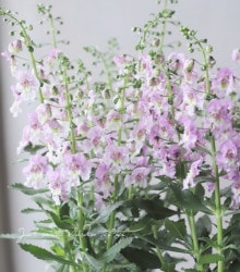 إ󥲥˥˥ӥå  إԥ󥯥Х顼