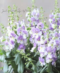 إ󥲥˥˥ӥå  إХåȥХ顼