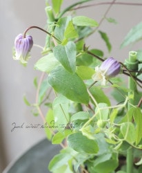 �۷�����ޥ�������������ʷϡ��إ��ꥸ�ʥ�֥롼�١�C��