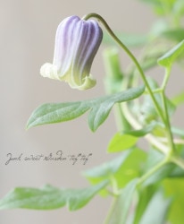 �۷�����ޥ�������������ʷϡ��إ��ꥸ�ʥ�֥롼�� ��A��