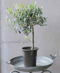 ���꡼�֡��إͥХǥ����֥��-nevadillo blanco-�١������ɤ����ɳ������ߺϲ�souju�����Ω�ơ���D��