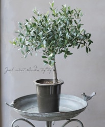 ���꡼�֡��إͥХǥ����֥��-nevadillo blanco-�١������ɤ����ɳ������ߺϲ�souju�����Ω�ơ���E��