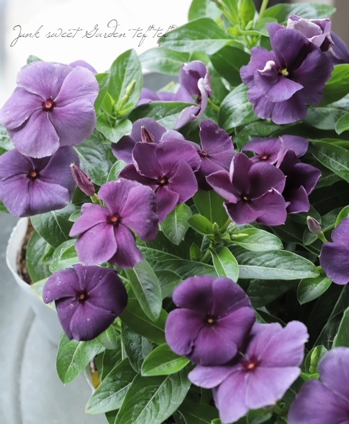 北島園芸オリジナル】ニチニチソウ 『ブラックベリー』 【スモーキー