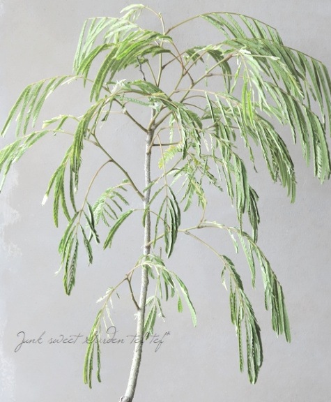 斑入りネムノキ』 | すべての商品 | | Junk sweet Garden tef*tef*