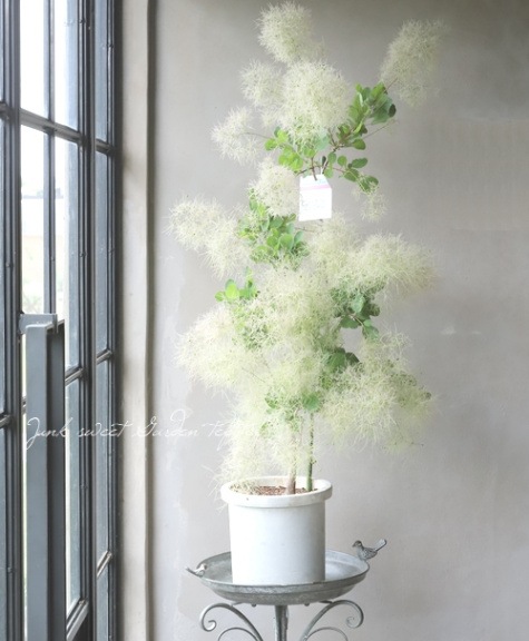 スモークツリー　ピンクファー　鉢植え スモークツリー ピンクファー7号鉢入り の通販 | 園芸ネット