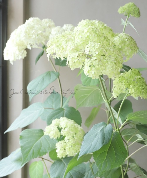 紫陽花 アナベル 『ライムのアナベル・コンパクト』 品種改良