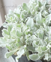 ꥯ˥ʥꥢإǥʡɡ١