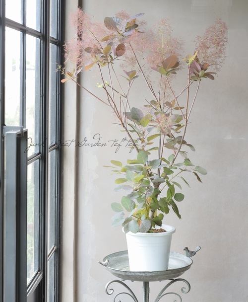 銅葉スモークツリー 『グレイス』 『グレース』 2023 【No.27