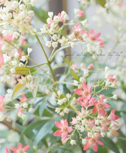 セラトペタルム 『サマークリスマスブッシュ』 | すべての商品