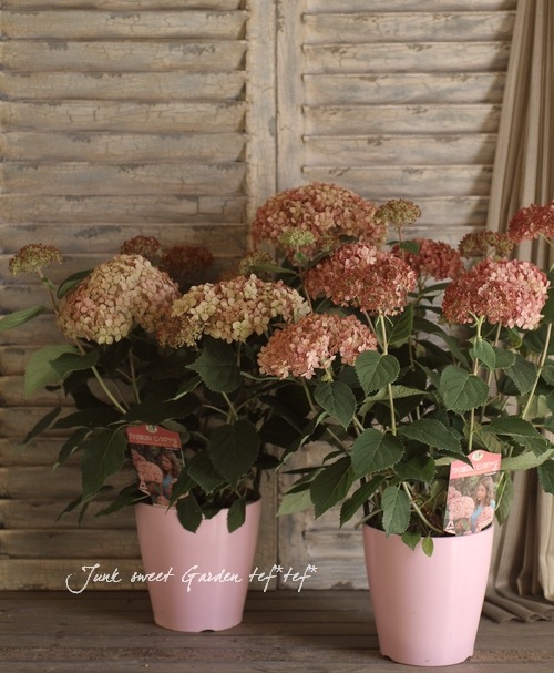 夏☀︎SALE！アナベルとピンクのミルフィーユガーランド 夏☀︎SALE！アナベルとピンクのミルフィーユガーランド