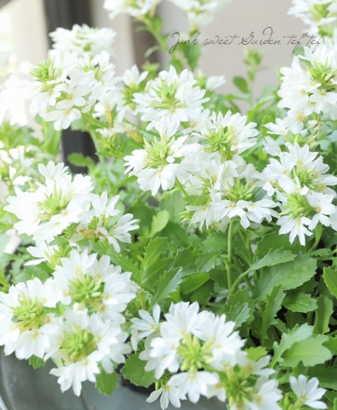 ホワイトファイア、スナグルセット抜き苗発送 ホワイトファイア、スナグルセット抜き苗発送