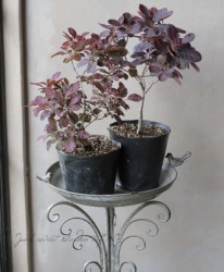 ���⡼���ĥ꡼�إ������ѡ��ץ�� �Ƥ�Ƽ�ա�