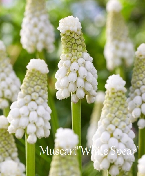 球根】 ムスカリ 『ホワイトスピア』 | 球根 | | Junk sweet