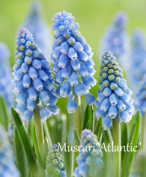 球根】 ムスカリ 『アトランティック』 | 球根 | | Junk sweet Garden