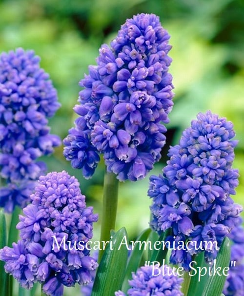 球根】 ムスカリ 『ブルースパイク』 5球 | 球根 | | Junk sweet