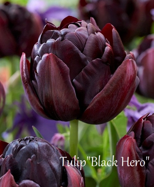 チューリップ 球根】 八重咲きチューリップ 『ブラックヒーロー』 遅咲き | 球根
